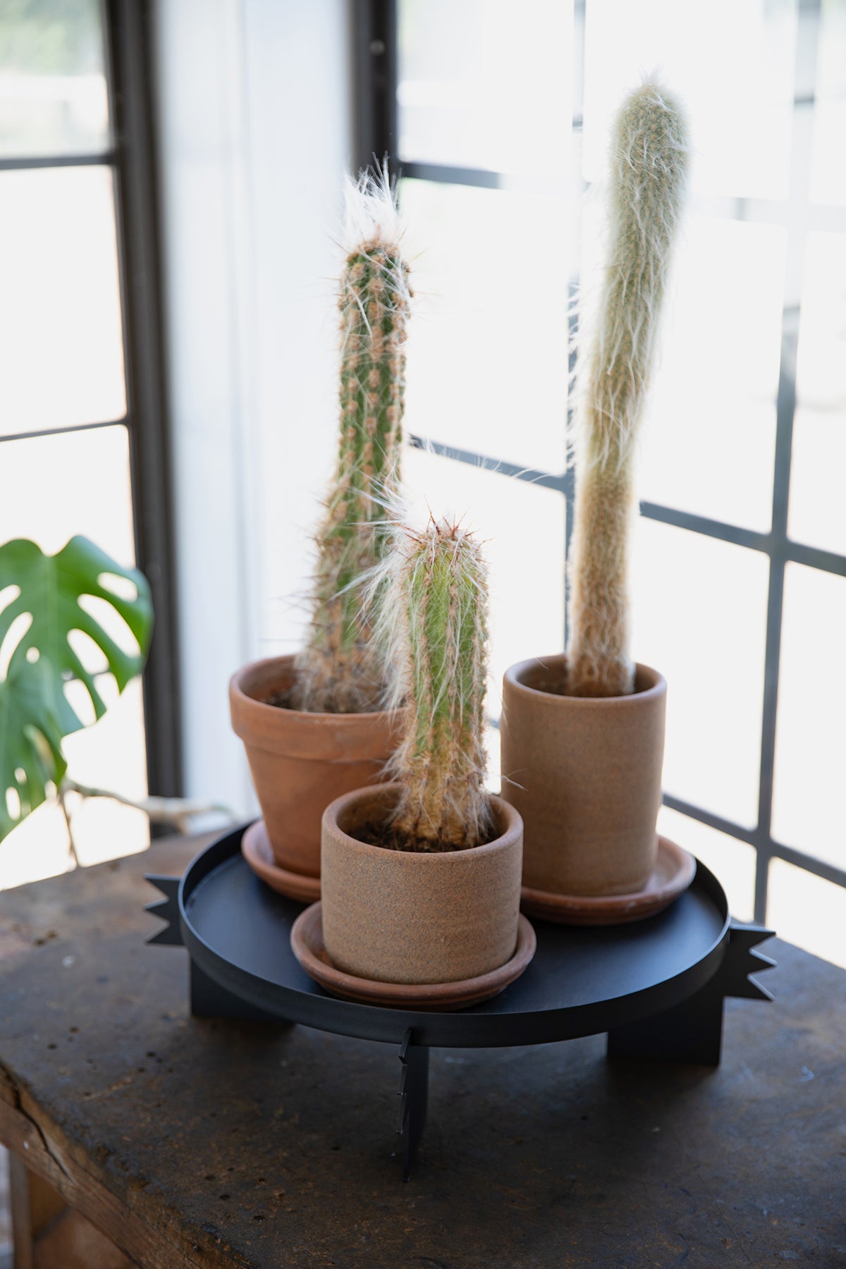 REED - Black | Plant Stand